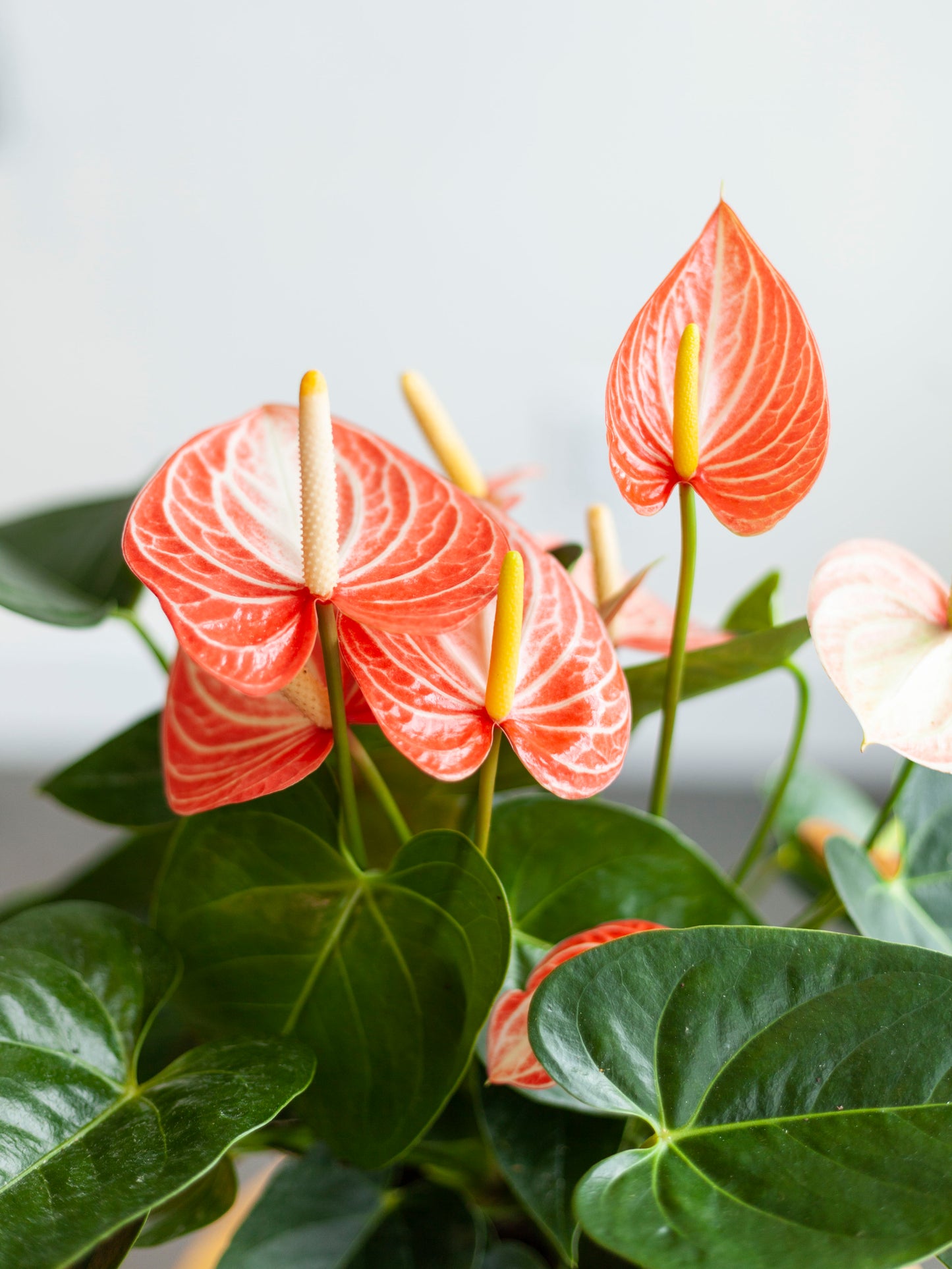 Anthurium 'Livium Dutch' (Assorted) 6"