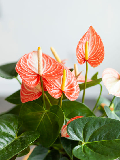 Anthurium 'Livium Dutch' (Assorted) 6"