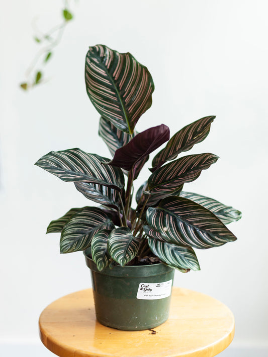 Calathea 'Ornata' 6"