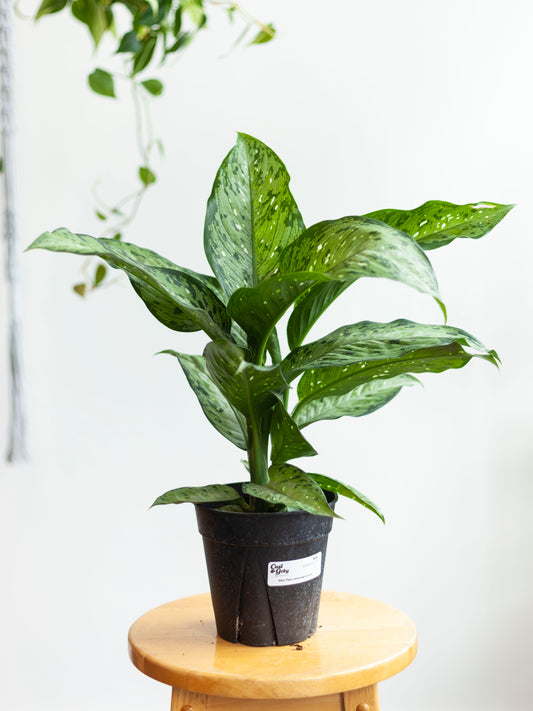 Dieffenbachia 'Tiki' 6"