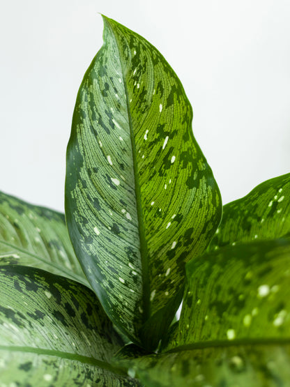 Dieffenbachia 'Tiki' 6"