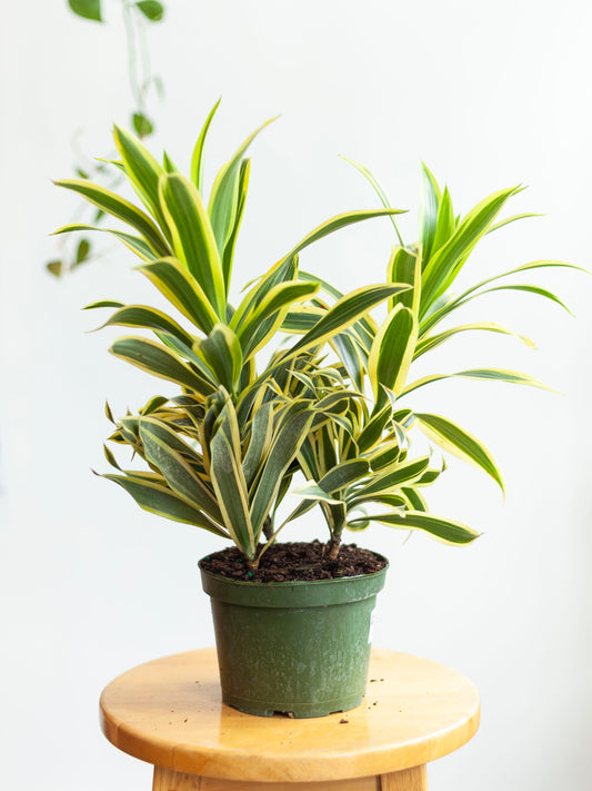 Dracaena 'Song of India' 6"