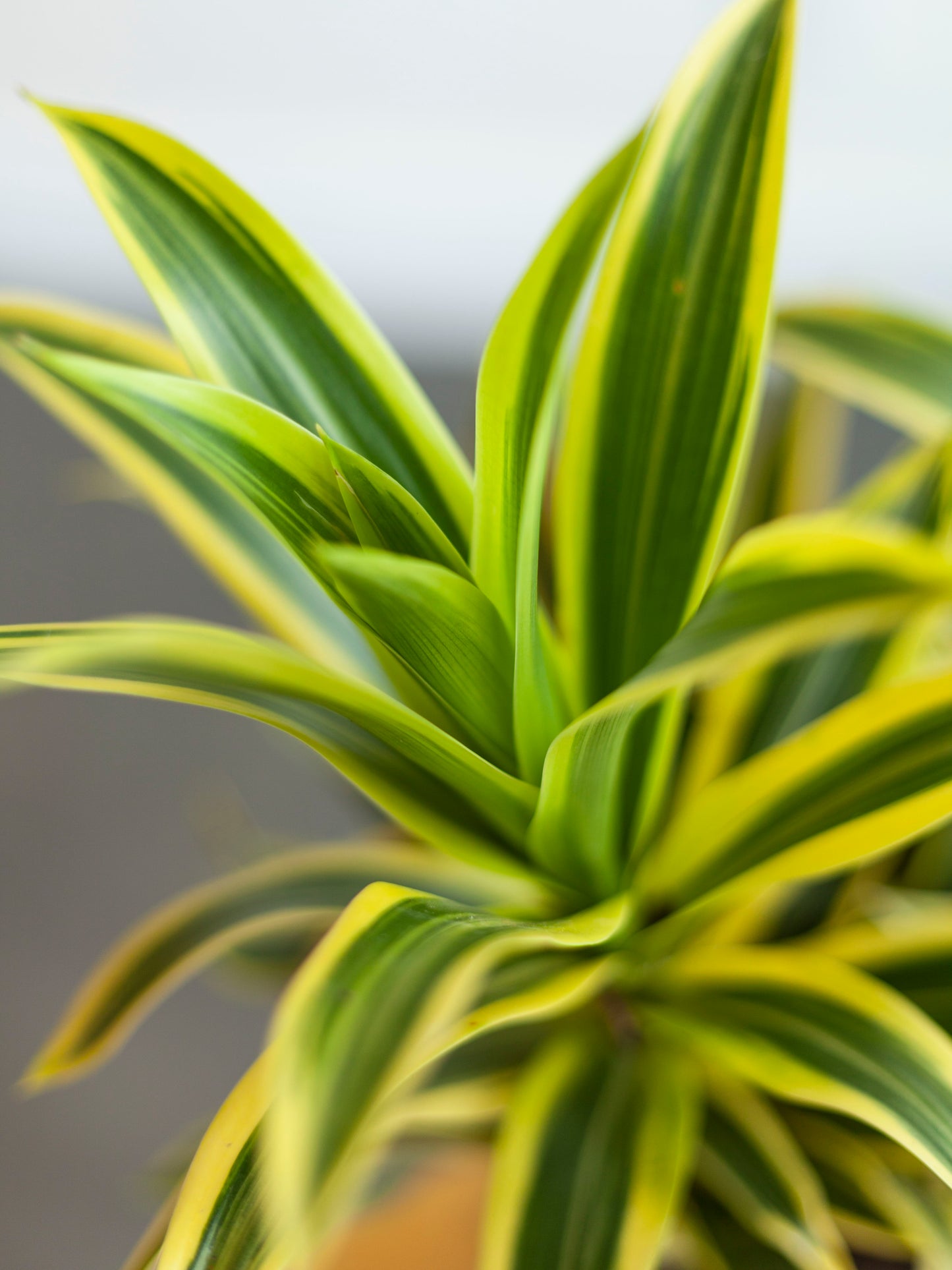 Dracaena 'Song of India' 6"