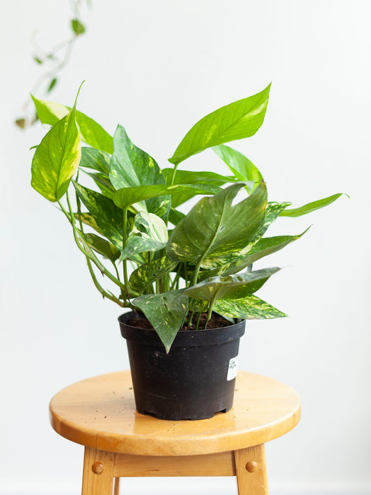 Epipremnum 'Yellow Sunrise' 6"