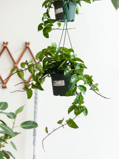 Hoya 'Ripple' Hanging Basket 6"