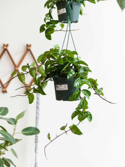 Hoya 'Ripple' Hanging Basket 6"