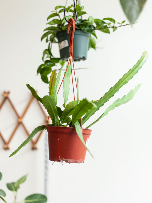 Orchid Cactus Asst Hanging Basket 6"