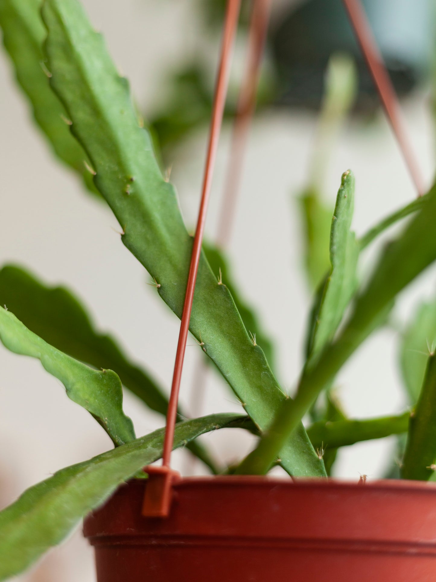 Orchid Cactus Asst Hanging Basket 6"