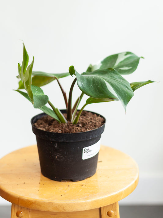 Philodendron 'White Knight' 6"