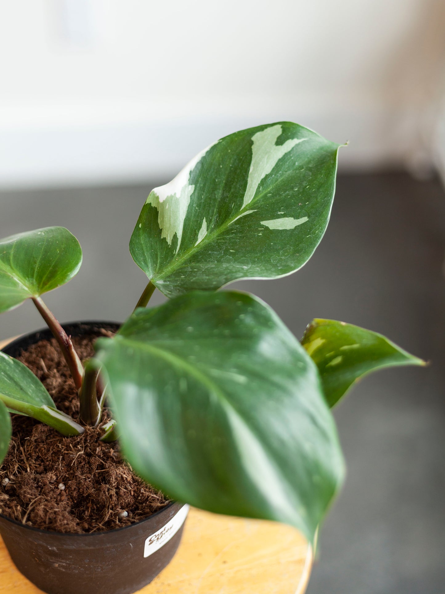 Philodendron 'White Knight' 6"
