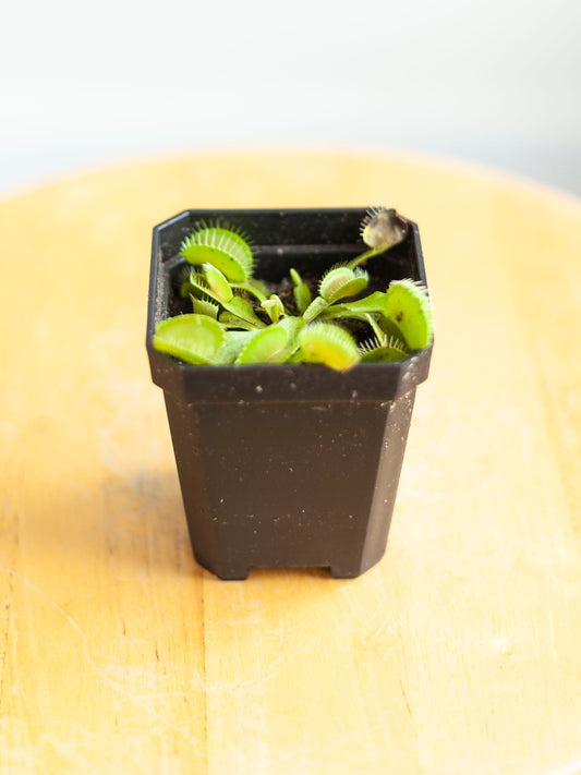 Venus Fly Trap 3"