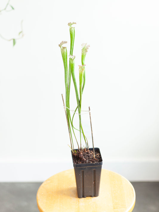 Sarracenia Pitcher Plant 4"