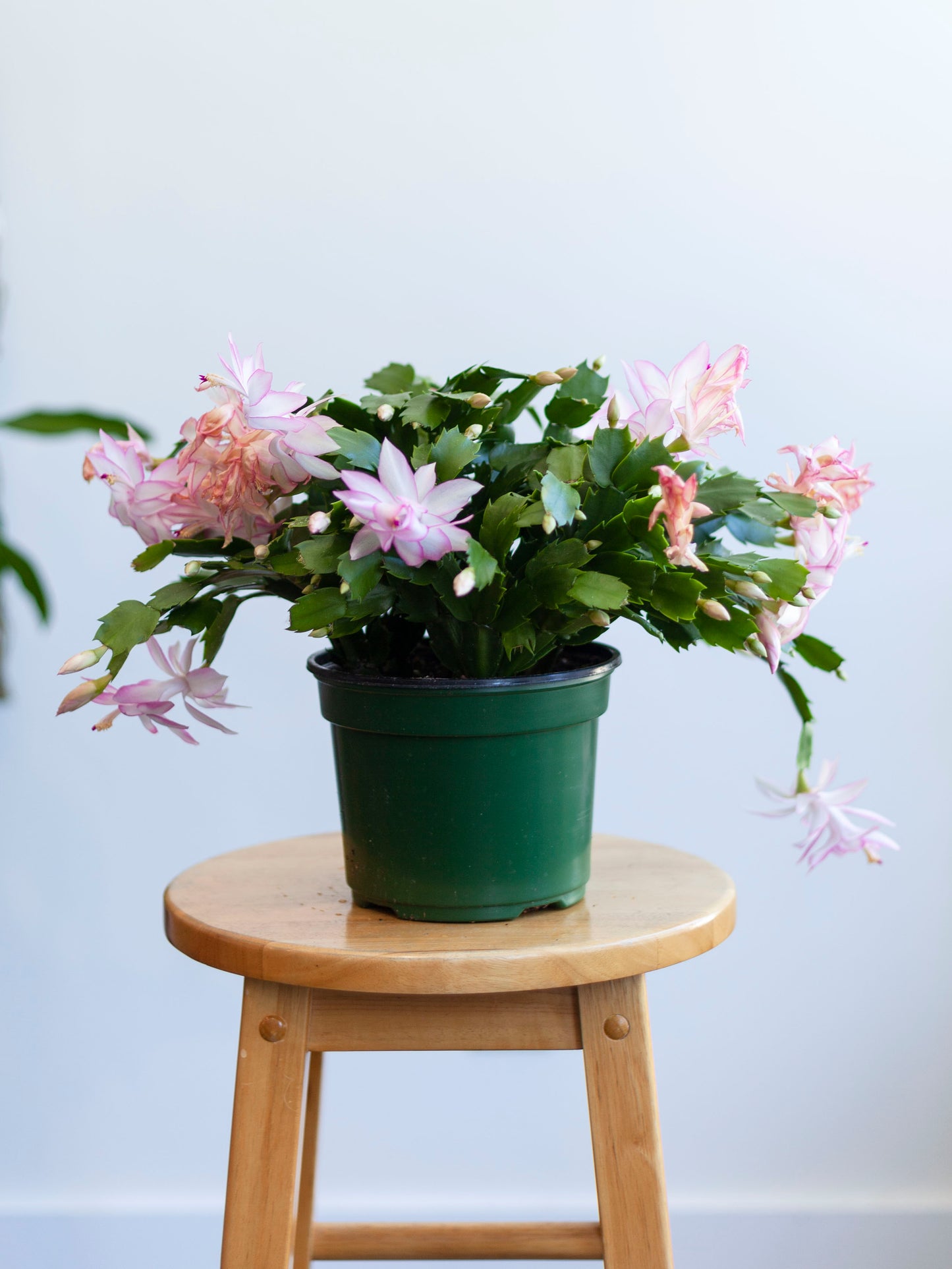 Thanksgiving Cactus 6"
