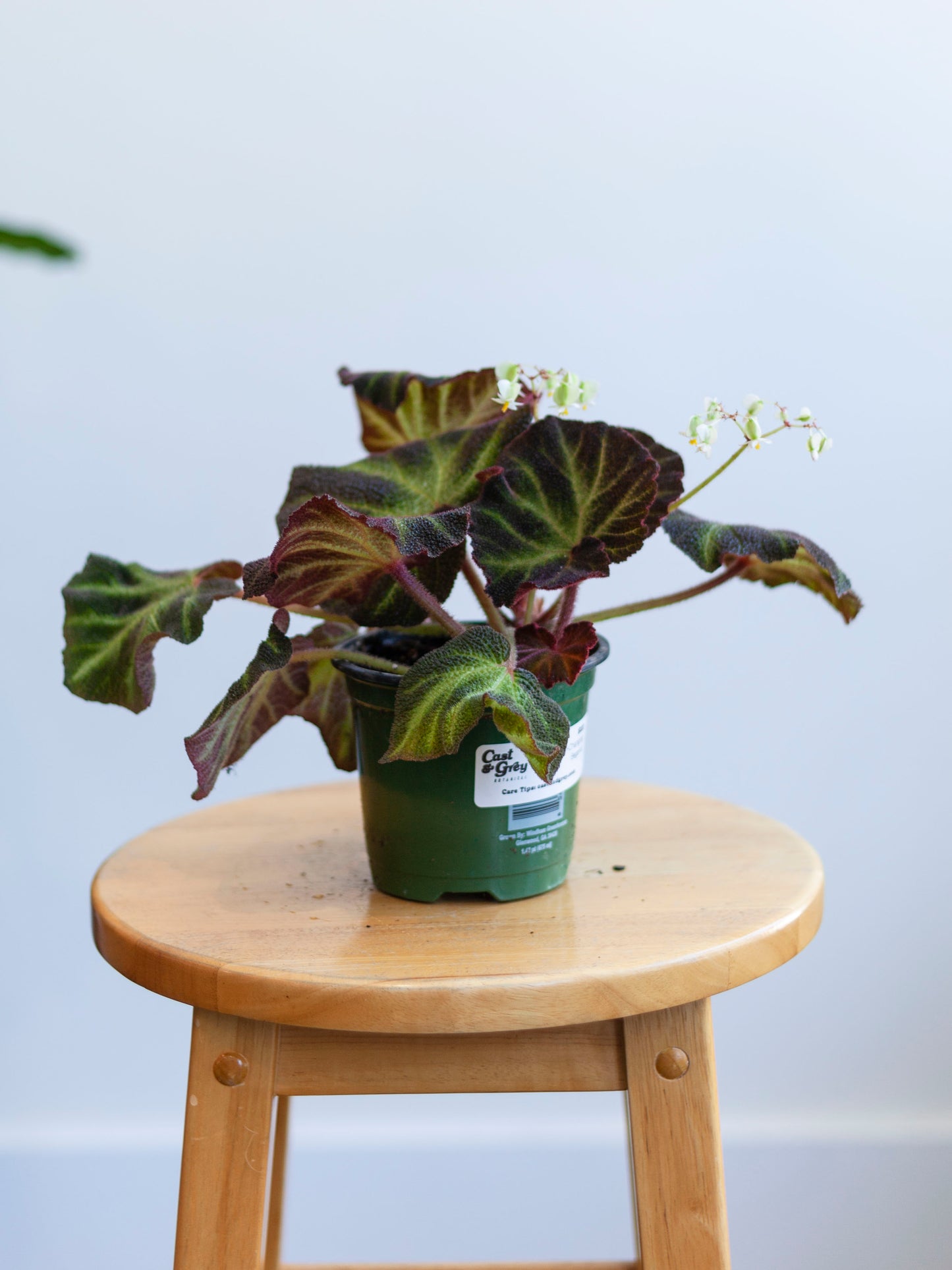 Sun-Changing Begonia 4"