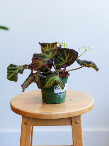 Sun-Changing Begonia 4"