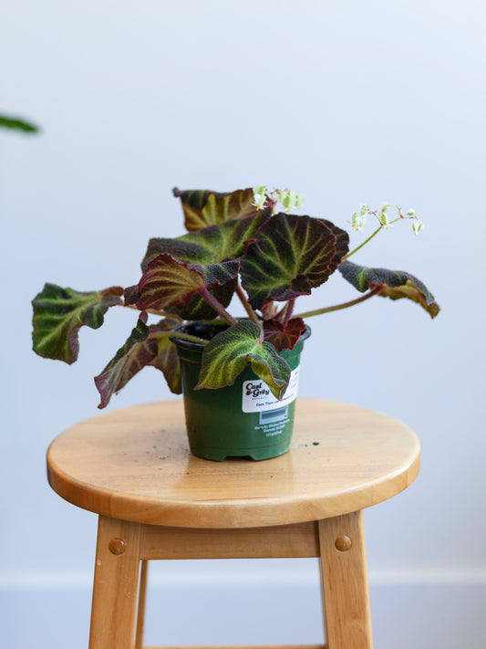 Sun-Changing Begonia 4"
