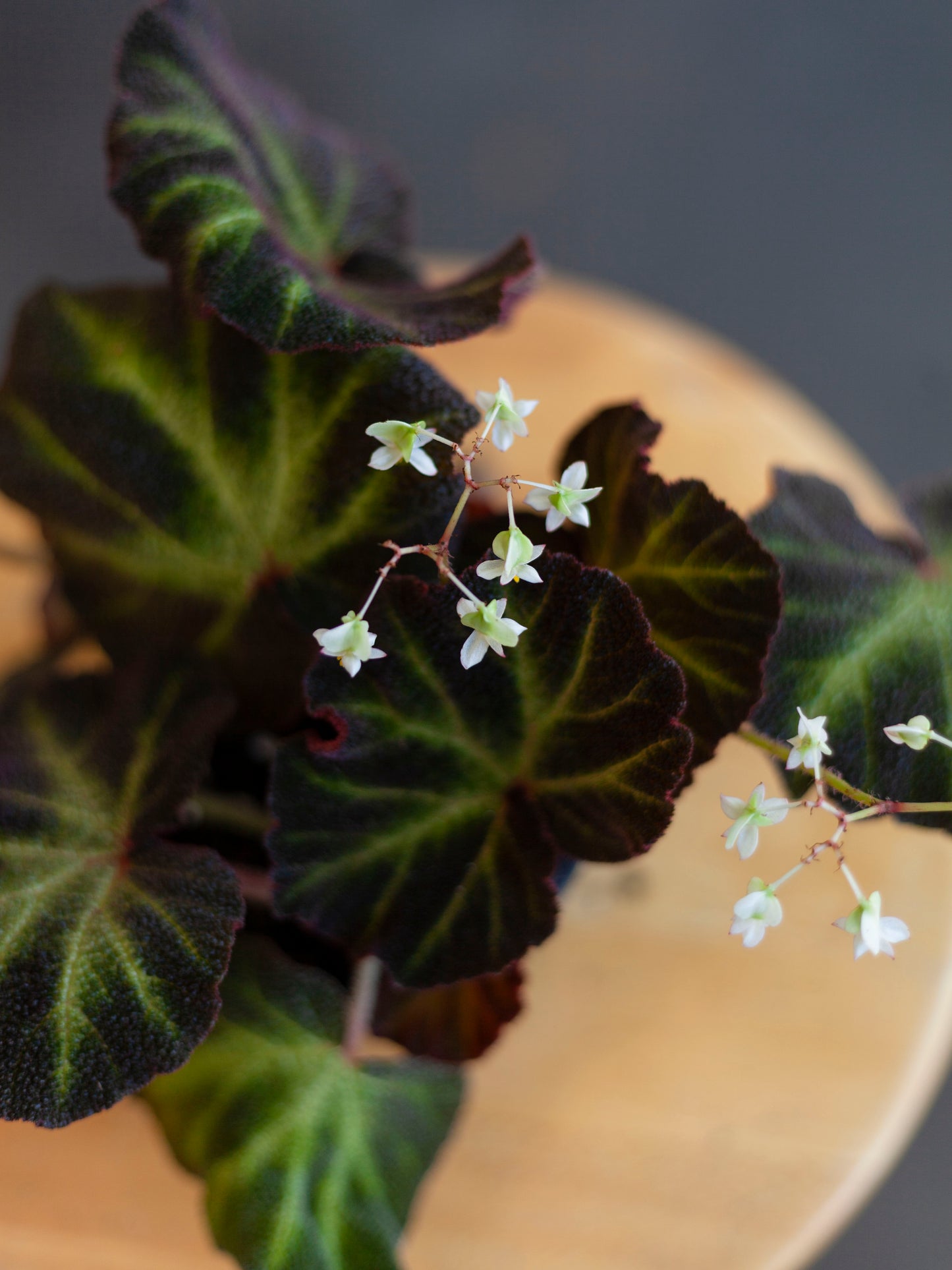 Sun-Changing Begonia 4"