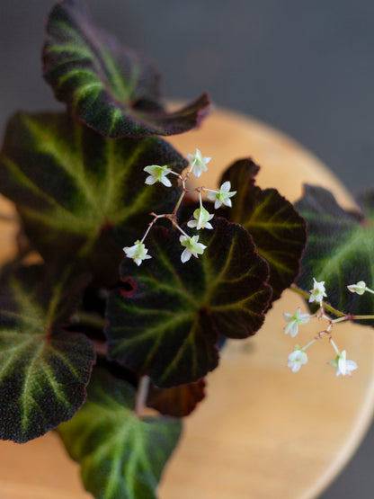 Sun-Changing Begonia 4"