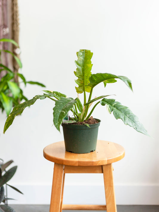 Philodendron 'Ring of Fire' 6"