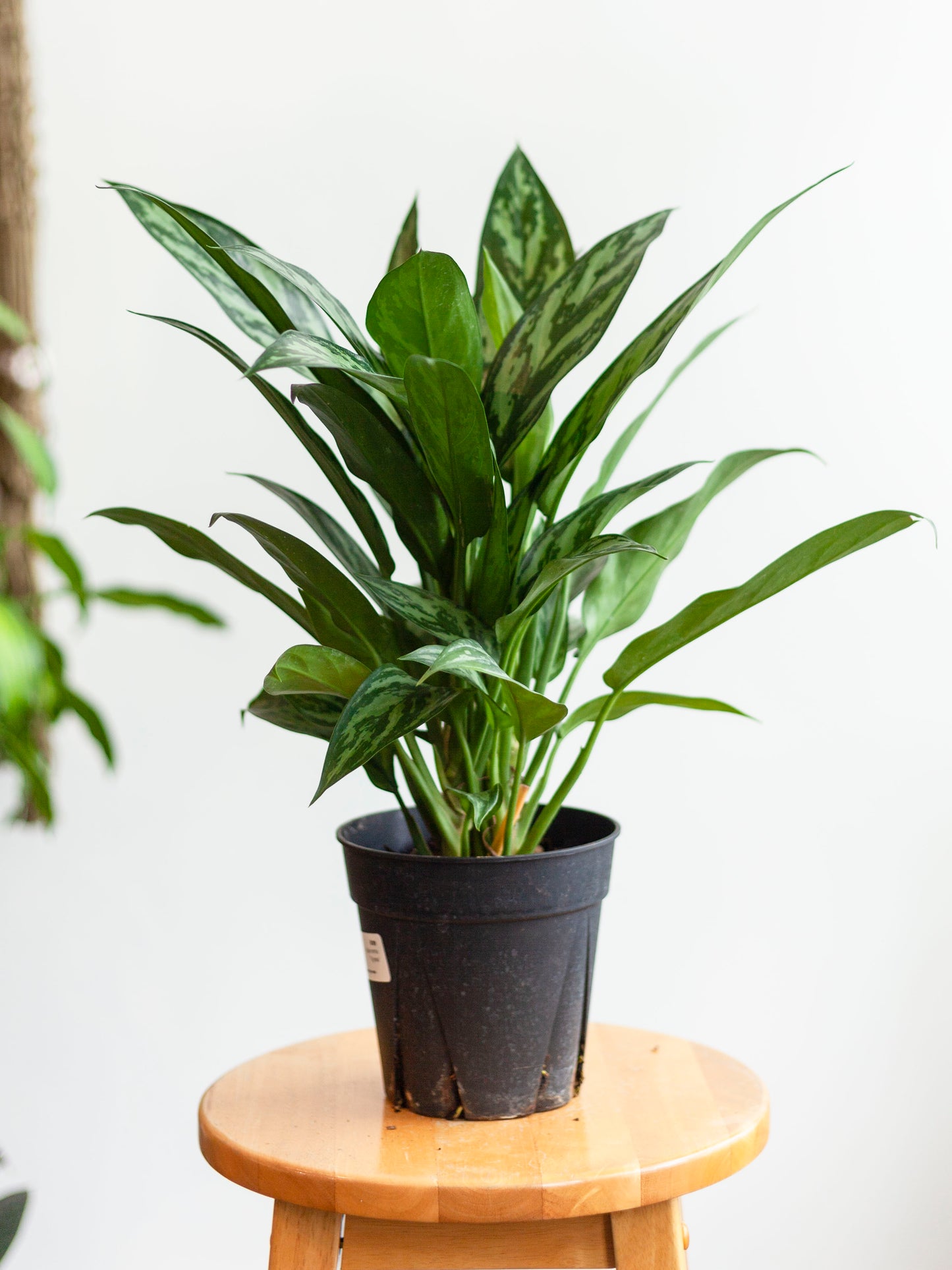 Aglaonema ‘Tigress’ 6"