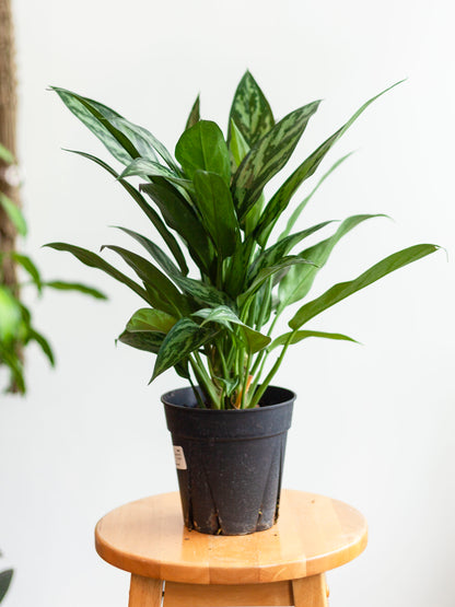 Aglaonema ‘Tigress’ 6"