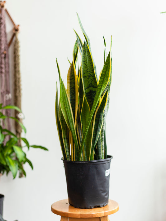 Sansevieria 'Laurentii' 8"