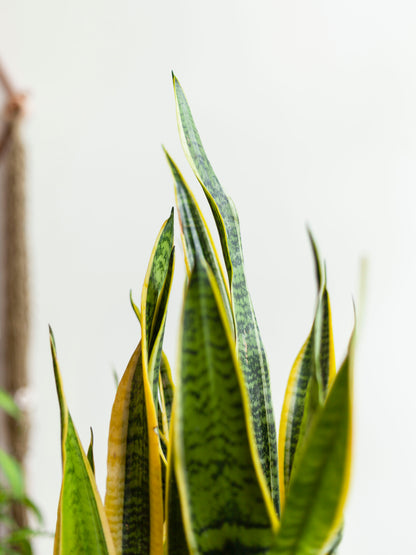 Sansevieria 'Laurentii' 8"