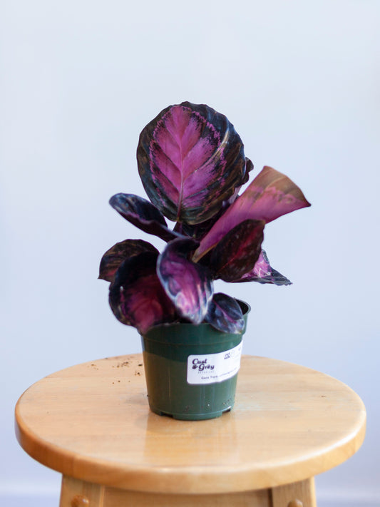 Calathea 'Crimson' 4"