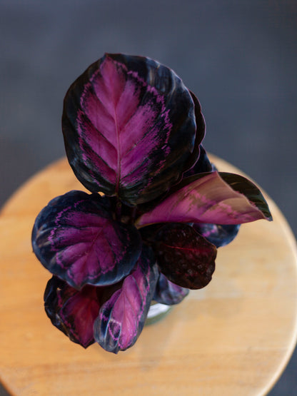 Calathea 'Crimson' 4"