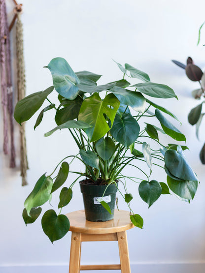 Monstera Deliciosa 6"