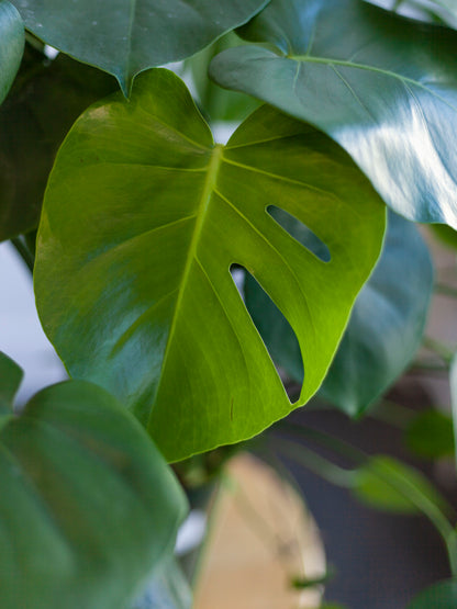 Monstera Deliciosa 6"