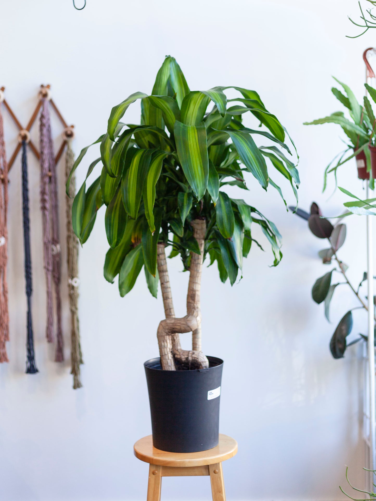 Dracaena 'Mass Cane Twist' 8"