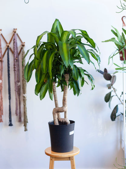 Dracaena 'Mass Cane Twist' 8"