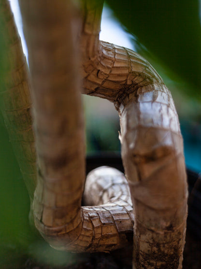 Dracaena 'Mass Cane Twist' 8"