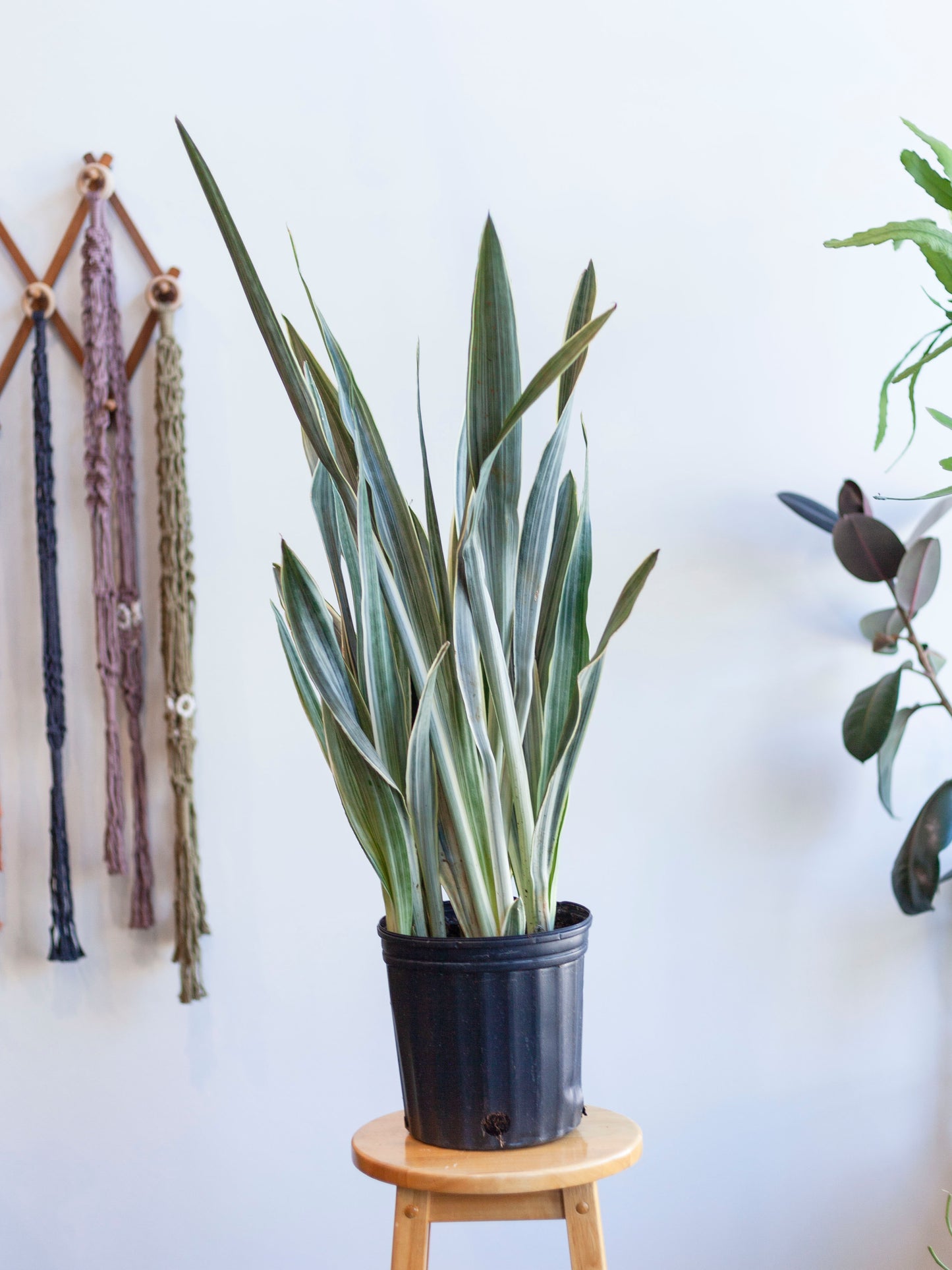 Sansevieria 'Sayuri' 8"