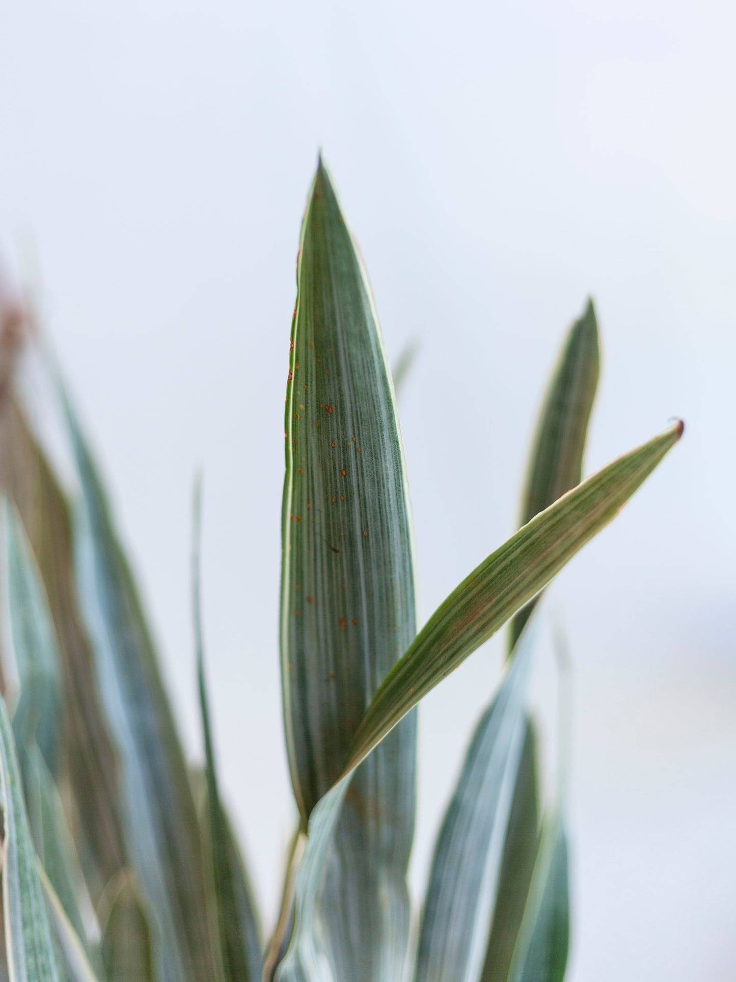 Sansevieria 'Sayuri' 8"