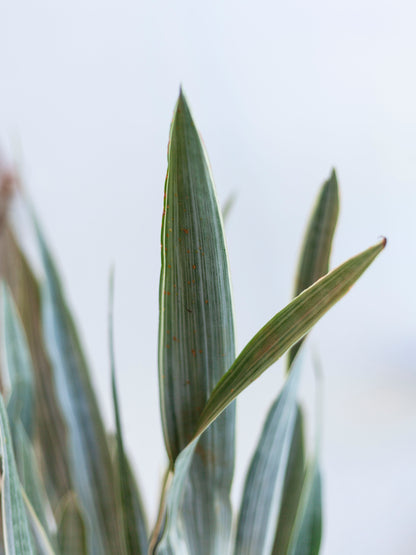 Sansevieria 'Sayuri' 8"