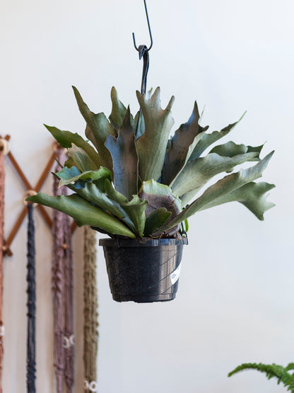 Staghorn Fern Hanging Basket 8"