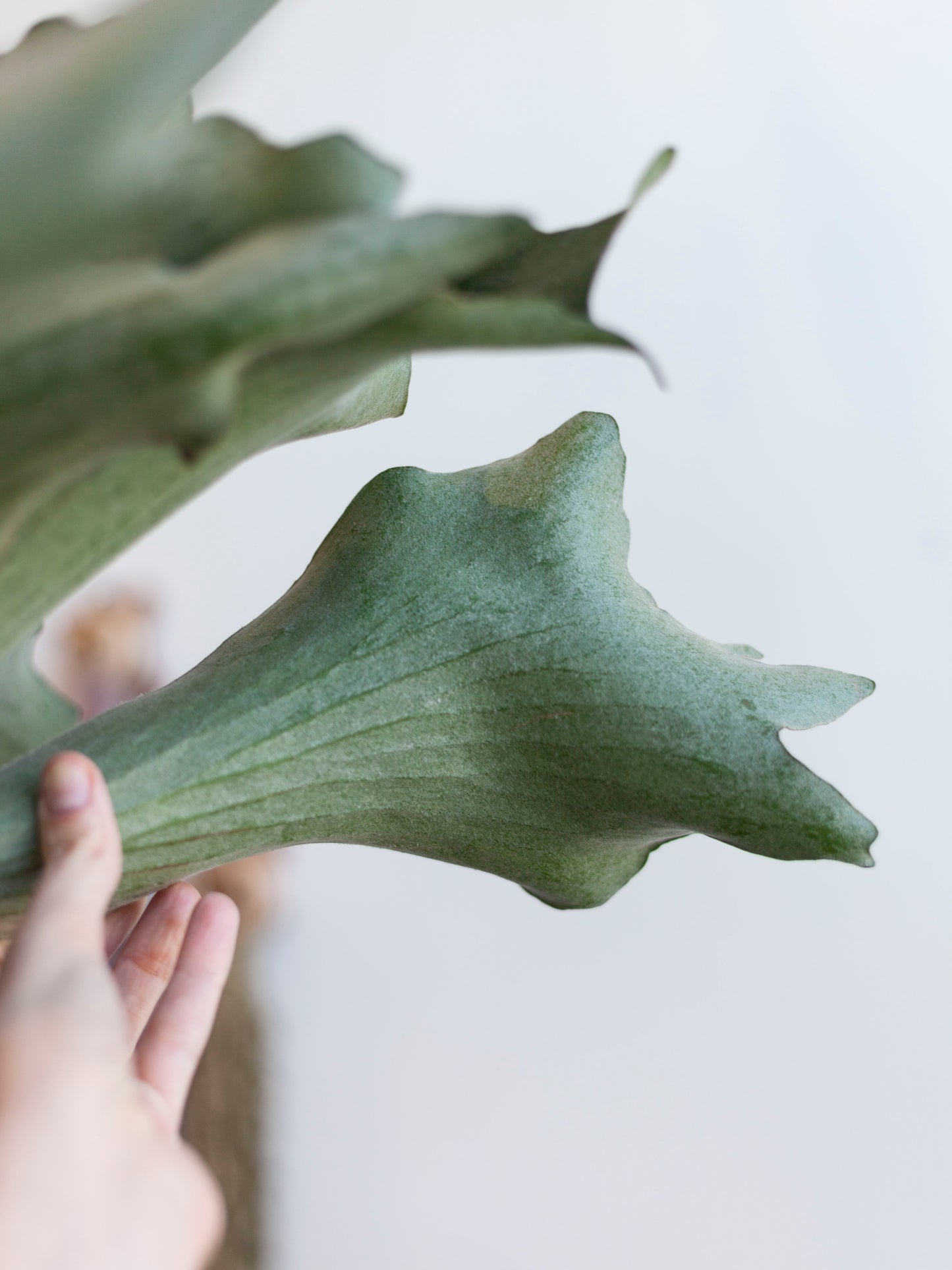 Staghorn Fern Hanging Basket 8"