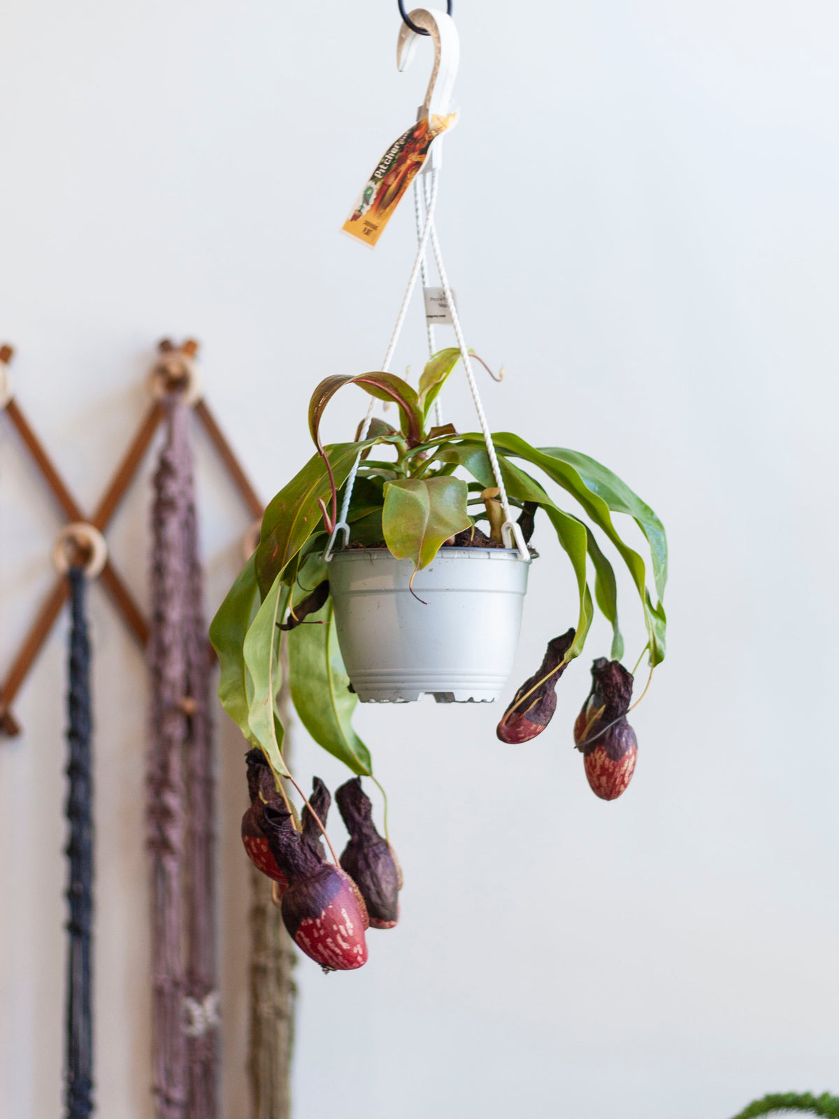 Nepenthes Pitcher Plant 'Miranda' Hanging Basket 6"