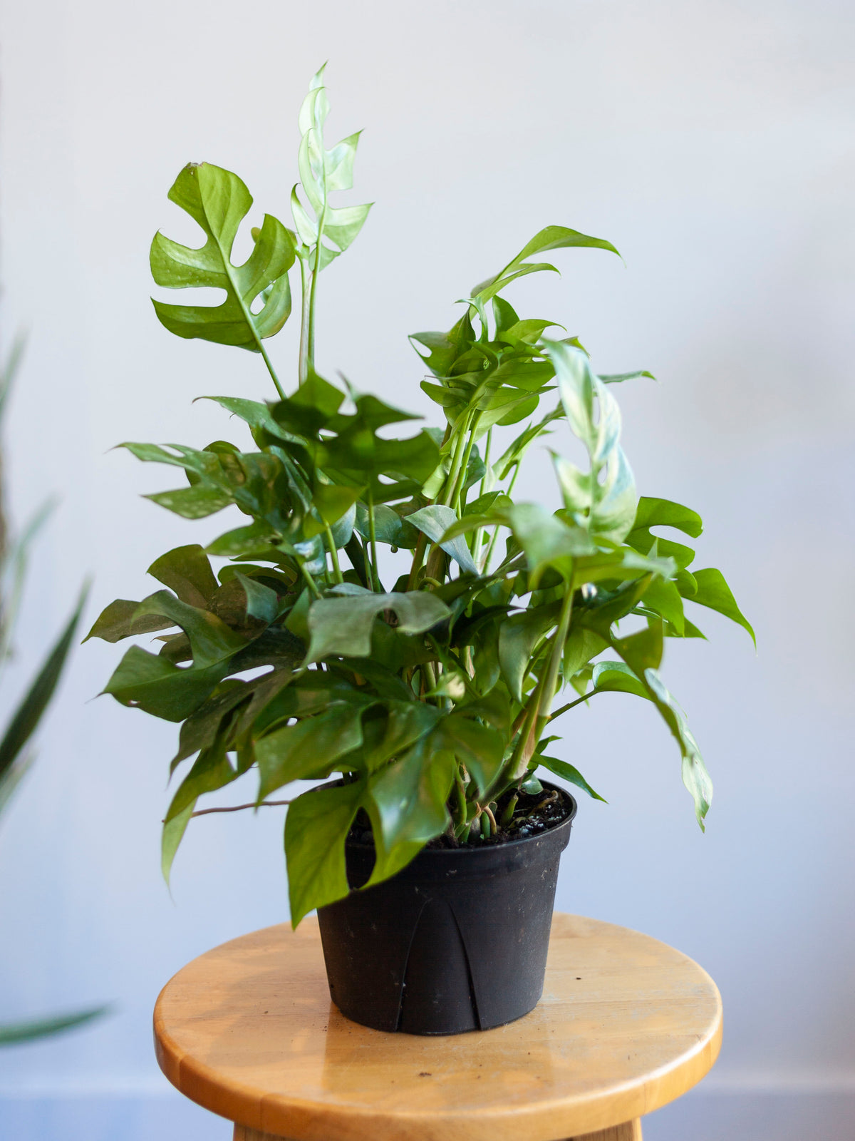 Mini Monstera 6"