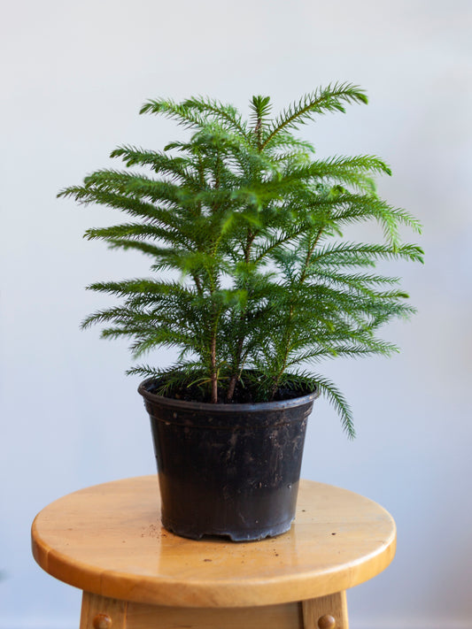 Norfolk Island Pine 6"