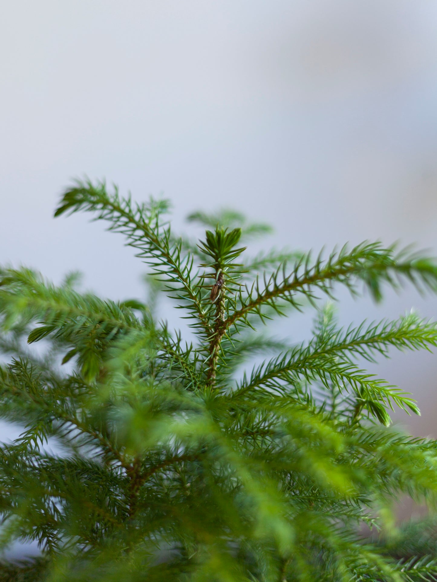 Norfolk Island Pine 6"