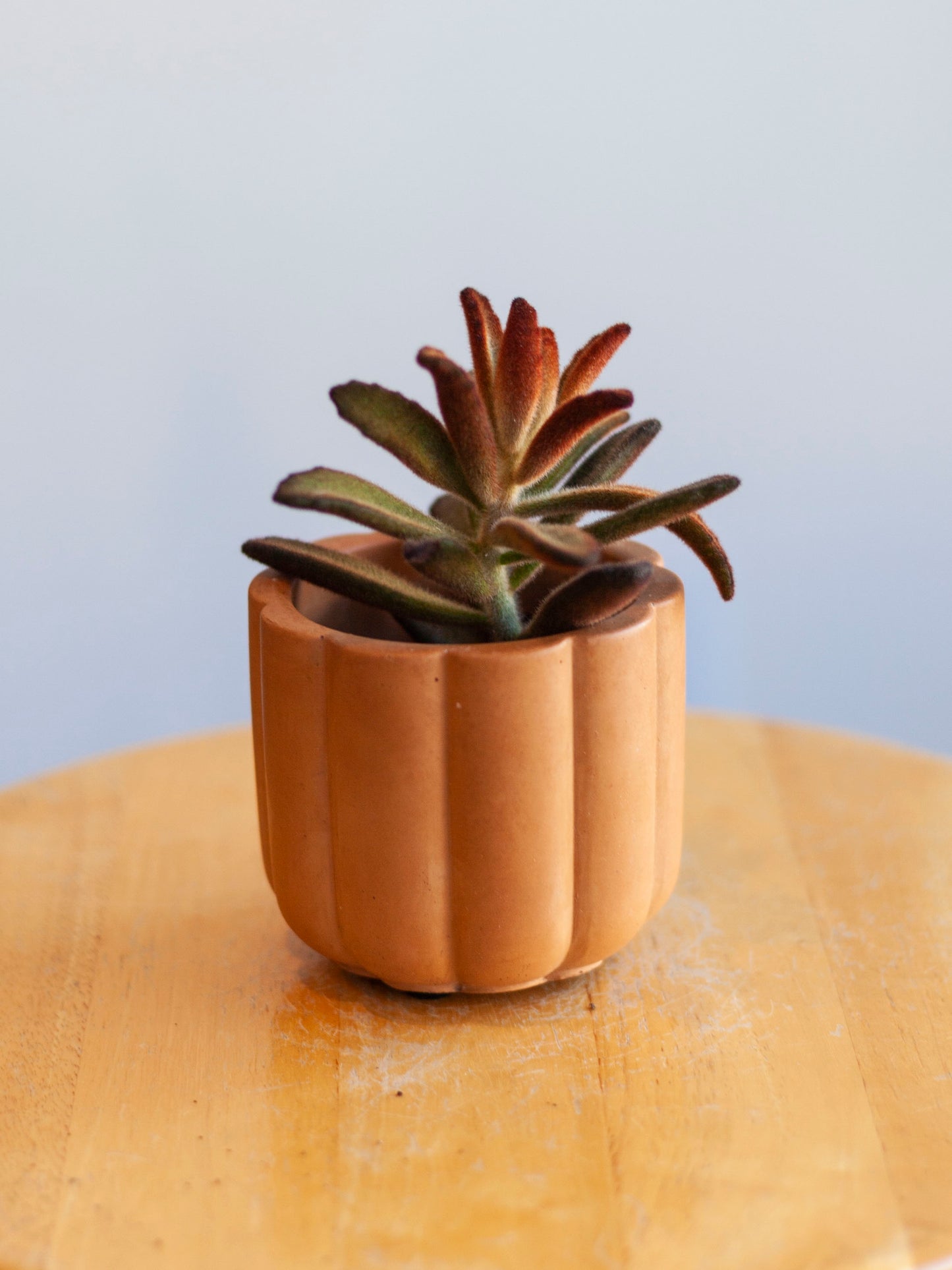 Fluted Cylinder Planter 3"