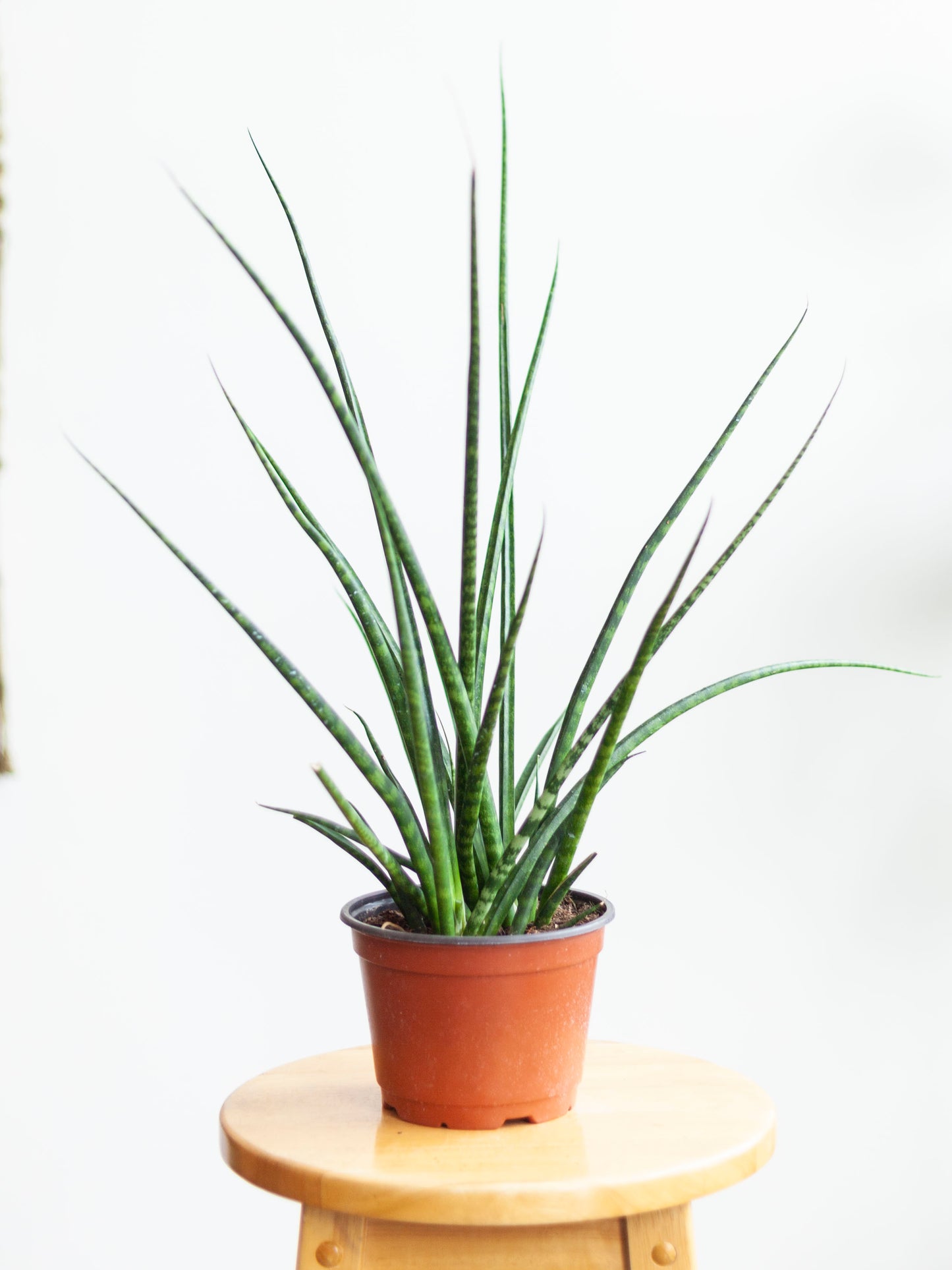 Sansevieria 'Fernwood' 6"