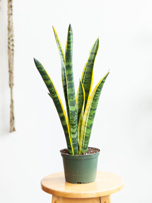 Sansevieria 'Trifasciata Laurentii' 6"