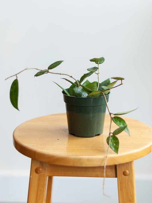 Hoya Parasitica Black Margin 4"