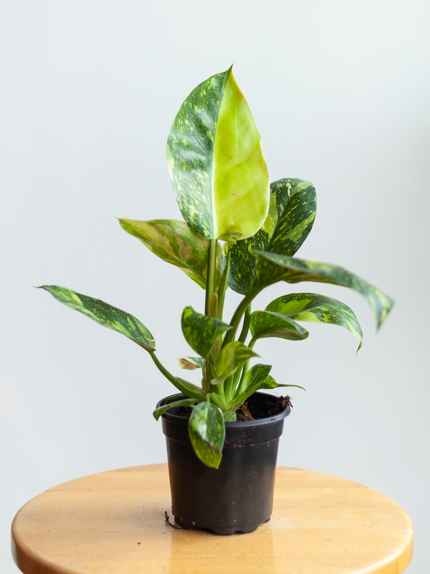 Philodendron 'Congo Nuclear' 4"