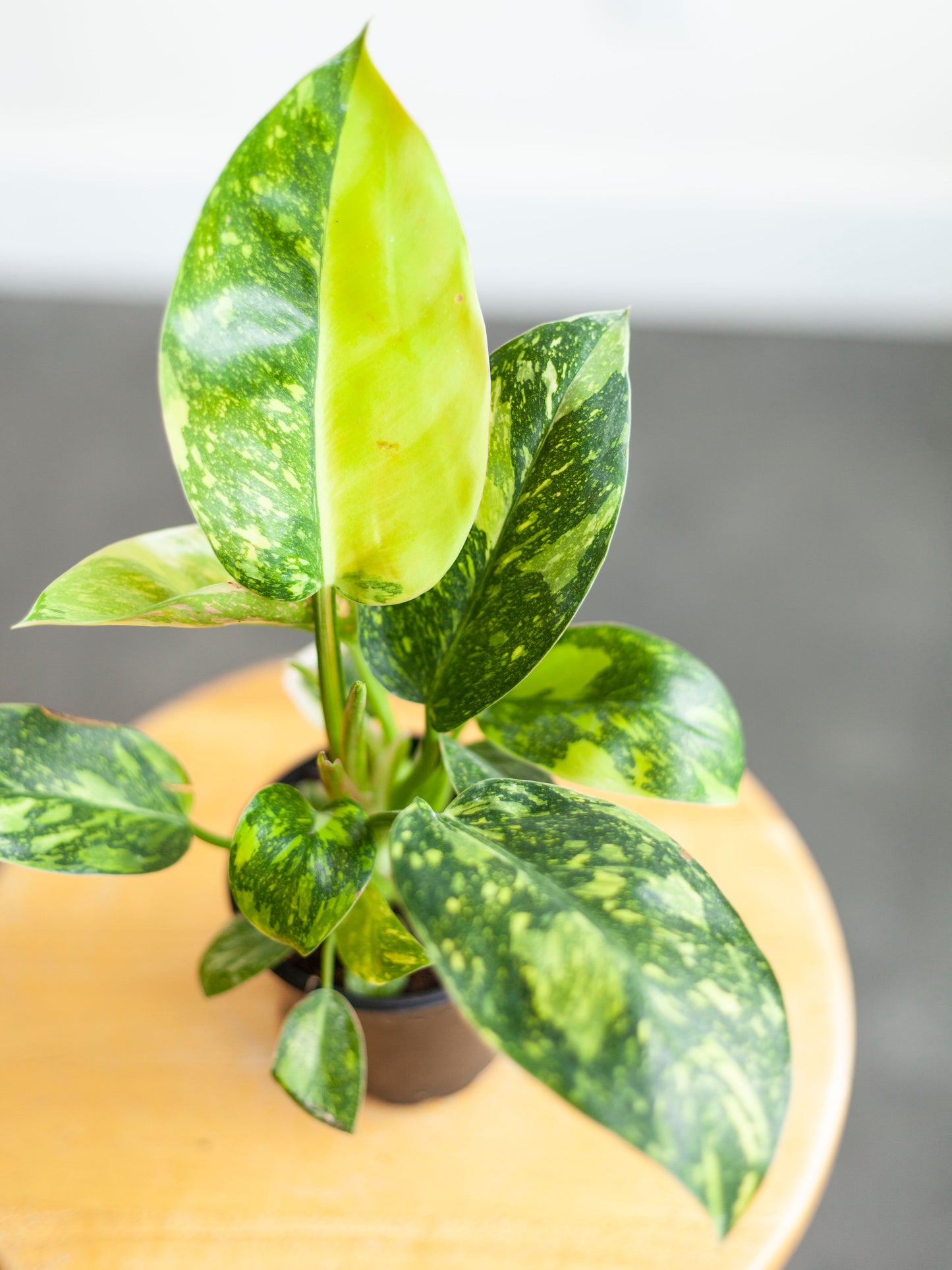 Philodendron 'Congo Nuclear' 4"