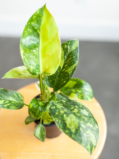 Philodendron 'Congo Nuclear' 4"